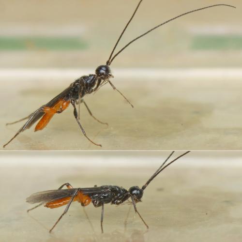 Doryctes leucogaster